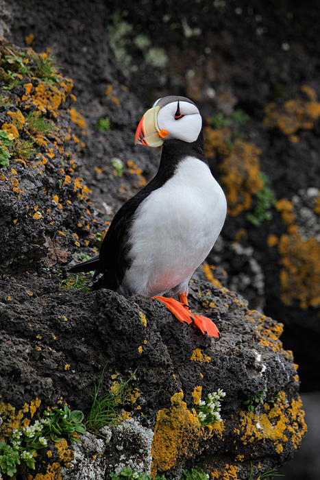 Horned Puffin