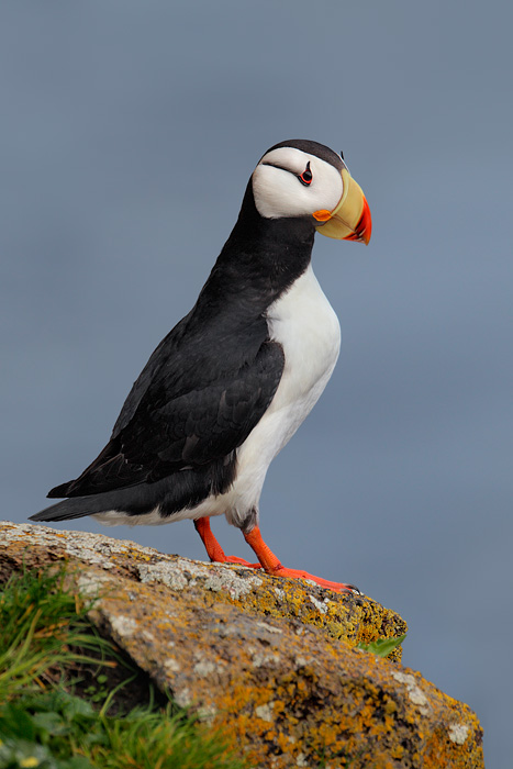 Horned Puffin