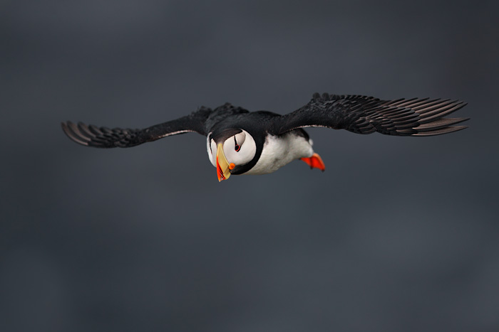 Horned Puffin