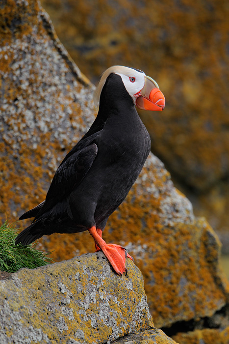 Tufted Puffin