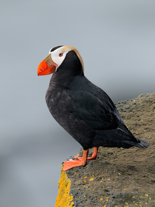 Tufted Puffin