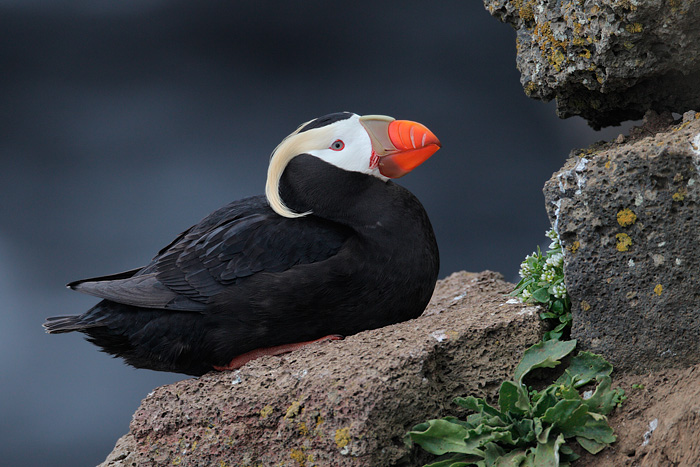 Tufted Puffin