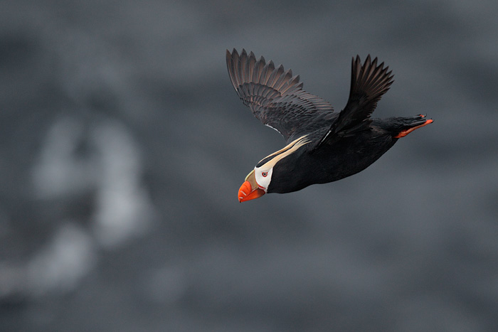 Tufted Puffin