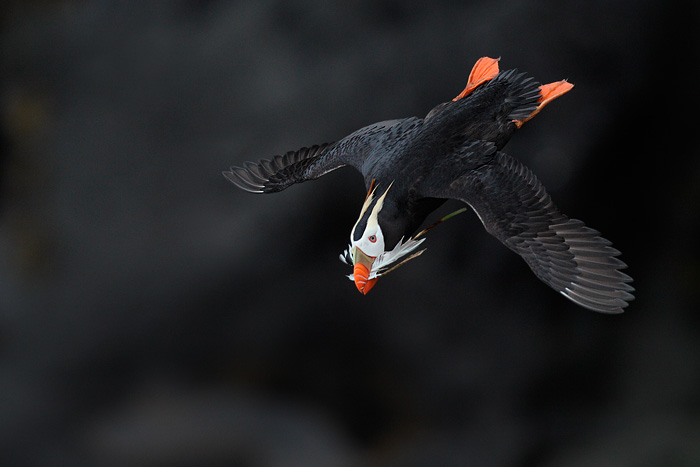 Tufted Puffin