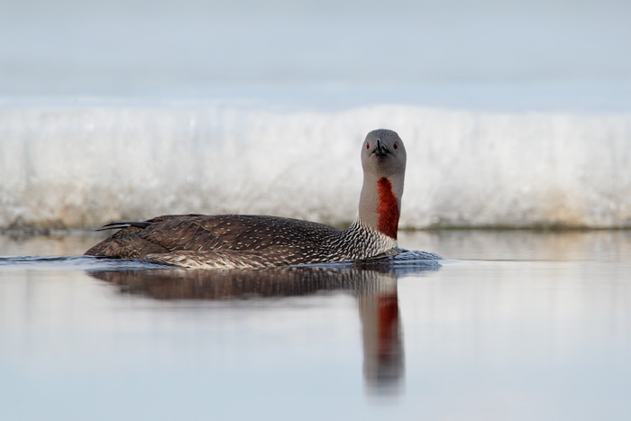 Red-throated Loon