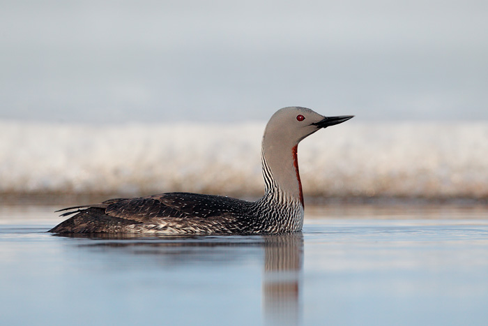 Red-throated Loon