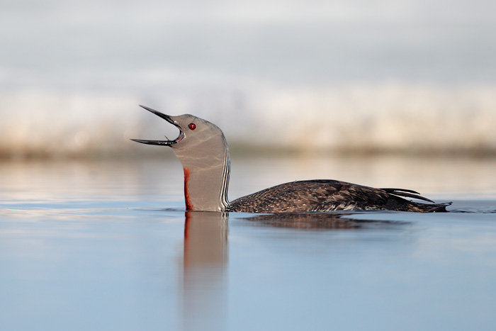 Red-throated Loon