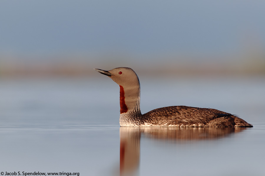 Red-throated Loon