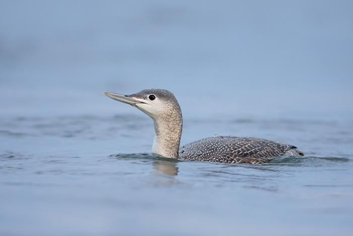 Red-throated Loon