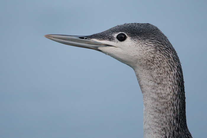 Red-throated Loon