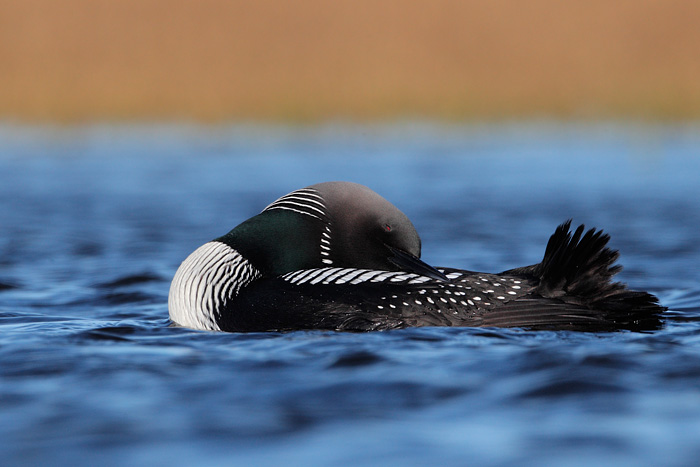 Pacific Loon