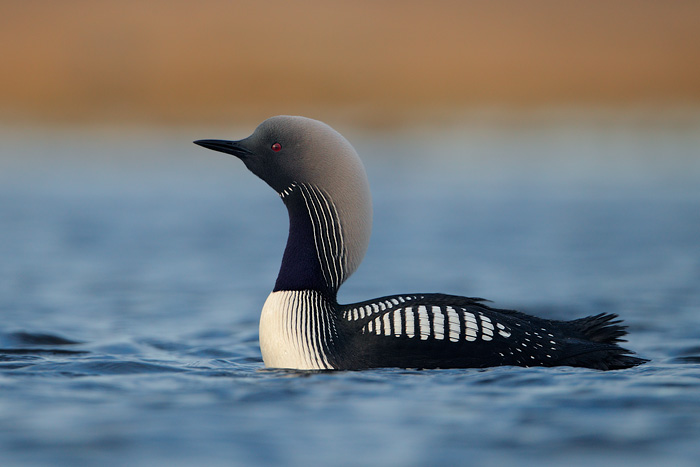 Pacific Loon