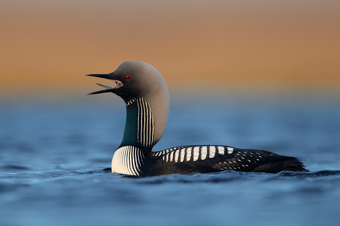 Pacific Loon