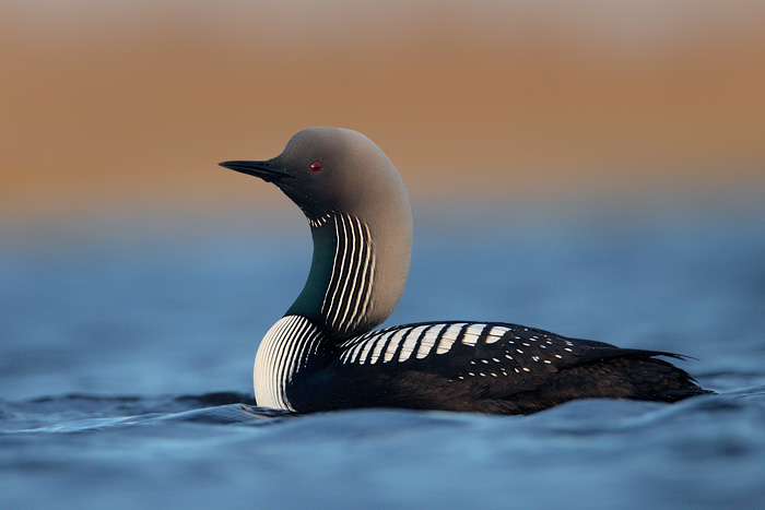 Pacific Loon