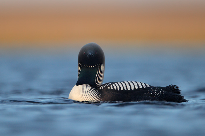 Pacific Loon