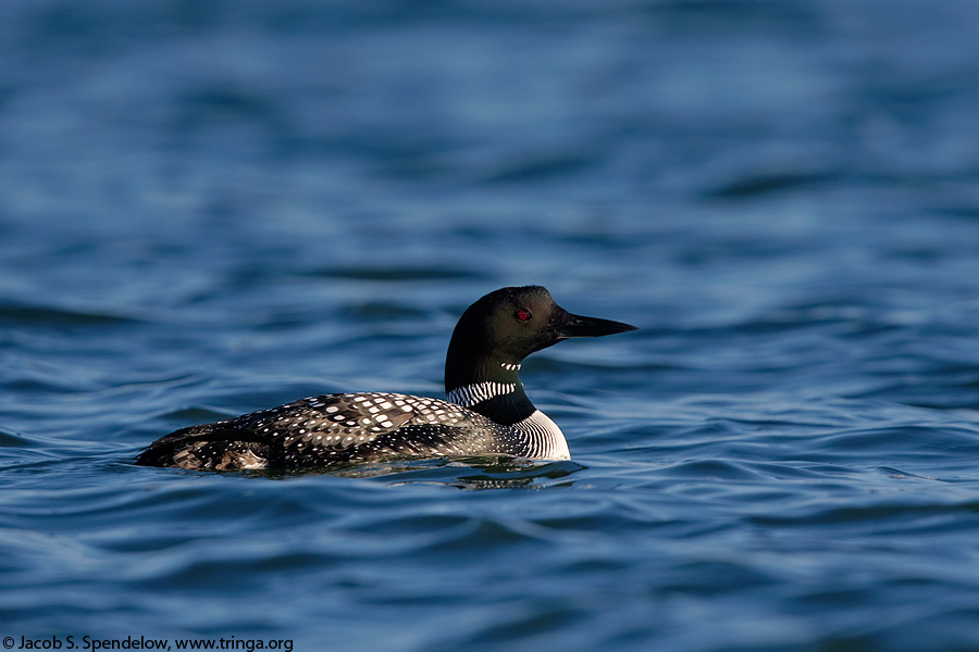 Common Loon