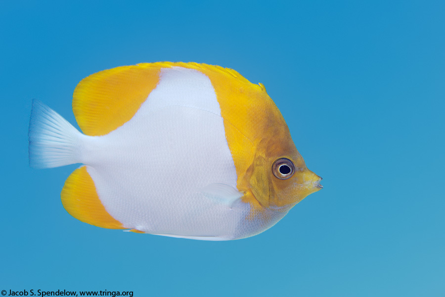 Pyramid Butterflyfish