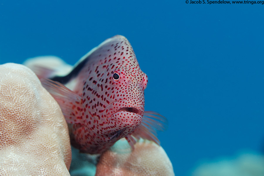 Blackside Hawkfish