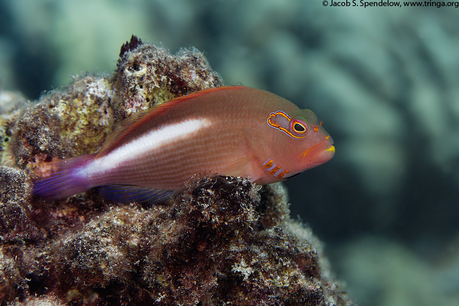 Arc-Eye Hawkfish