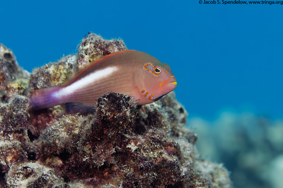 Arc-Eye Hawkfish