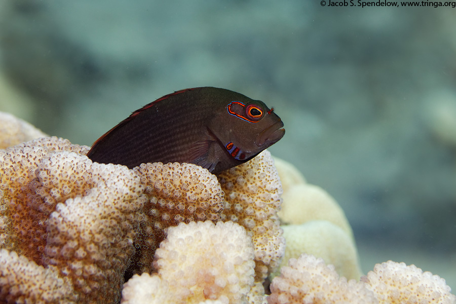 Arc-Eye Hawkfish