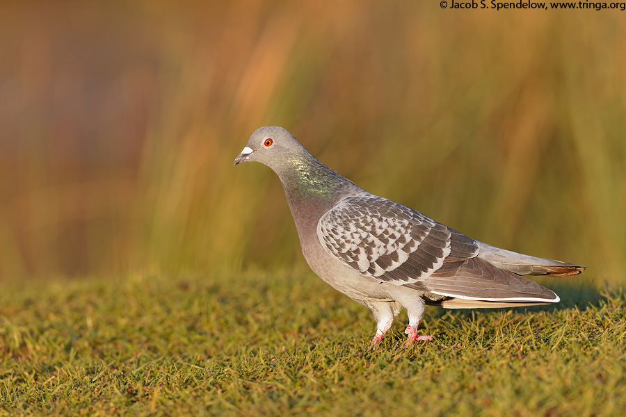 Rock Pigeon