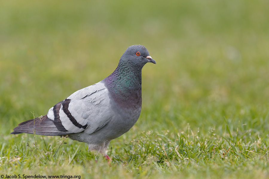 Rock Pigeon