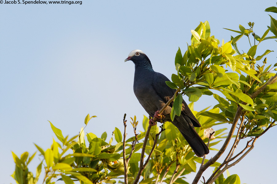 White-crowned Pigeon