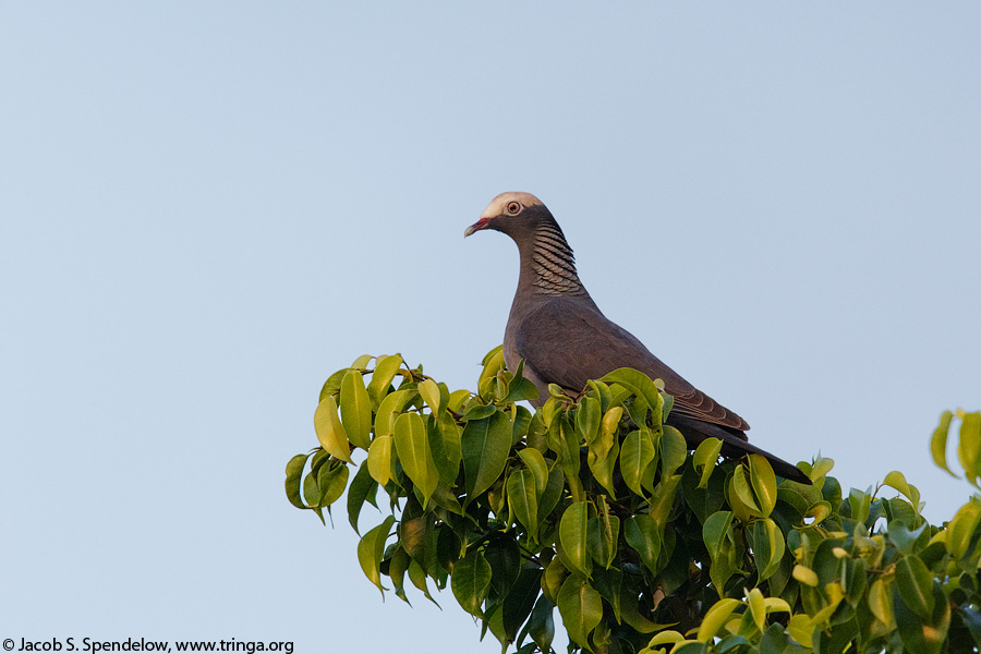 White-crowned Pigeon