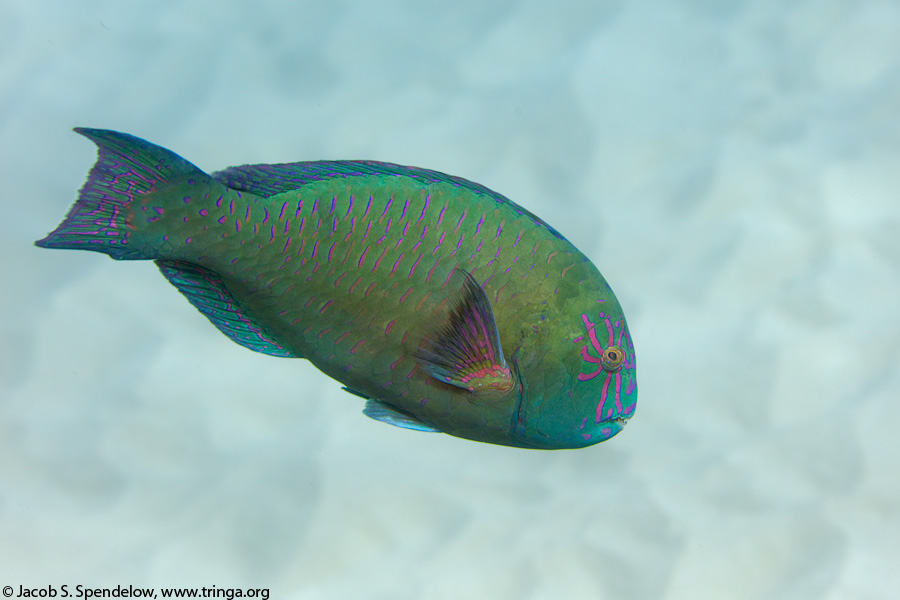 Stareye Parrotfish