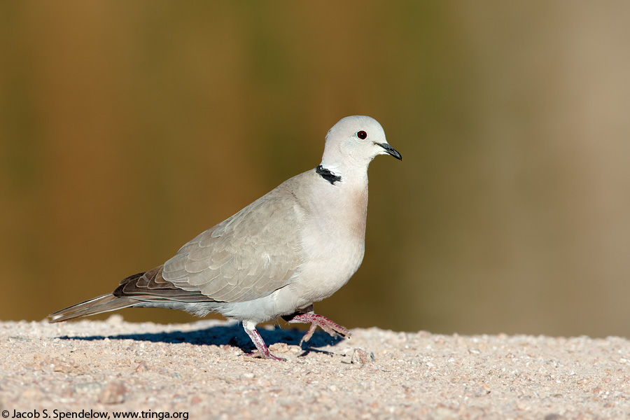 Eurasian Collared-Dove