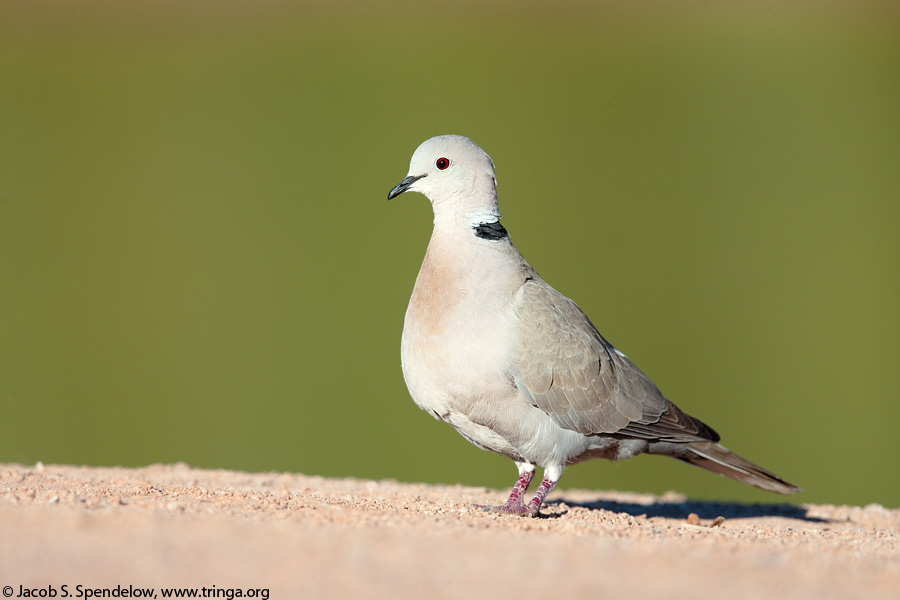 Eurasian Collared-Dove