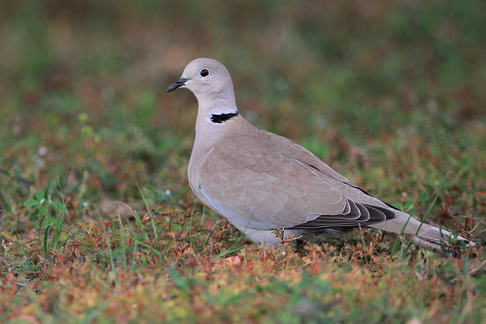 Eurasian Collared-Dove