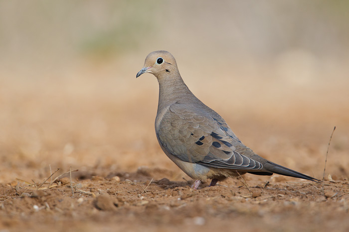 Mourning Dove