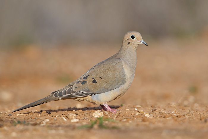 Mourning Dove