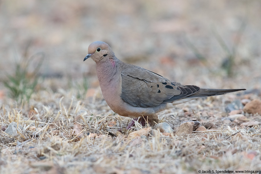 Mourning Dove