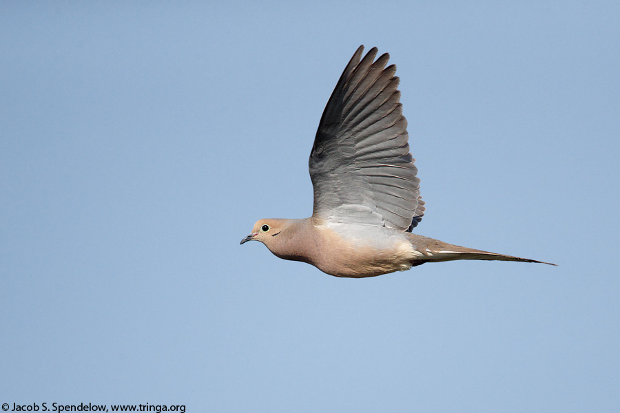 Mourning Dove