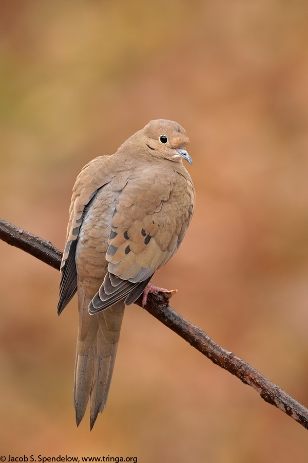 Mourning Dove