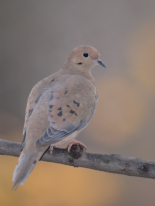 Mourning Dove