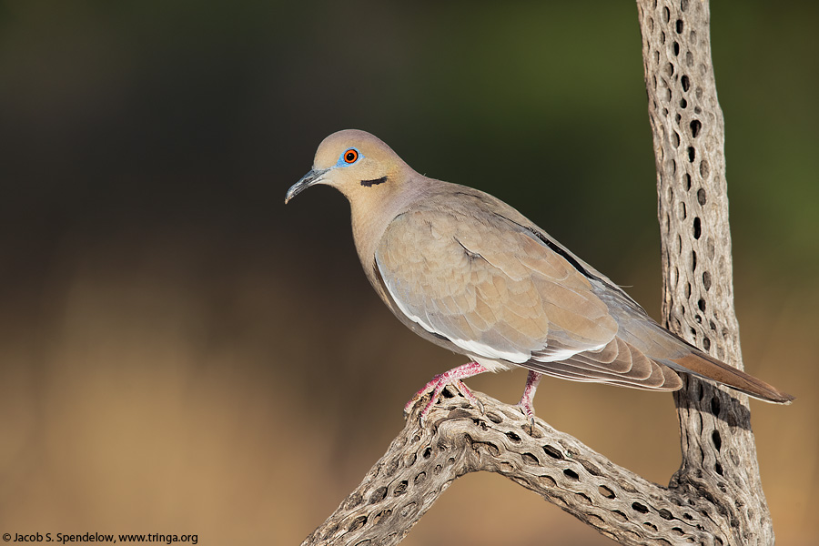 White-winged Dove