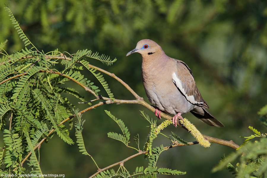 White-winged Dove