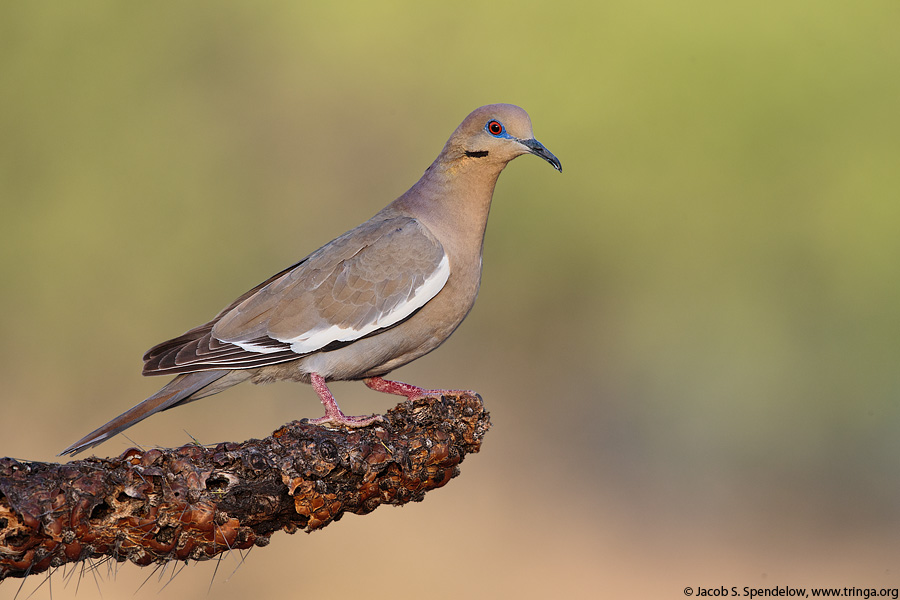 White-winged Dove