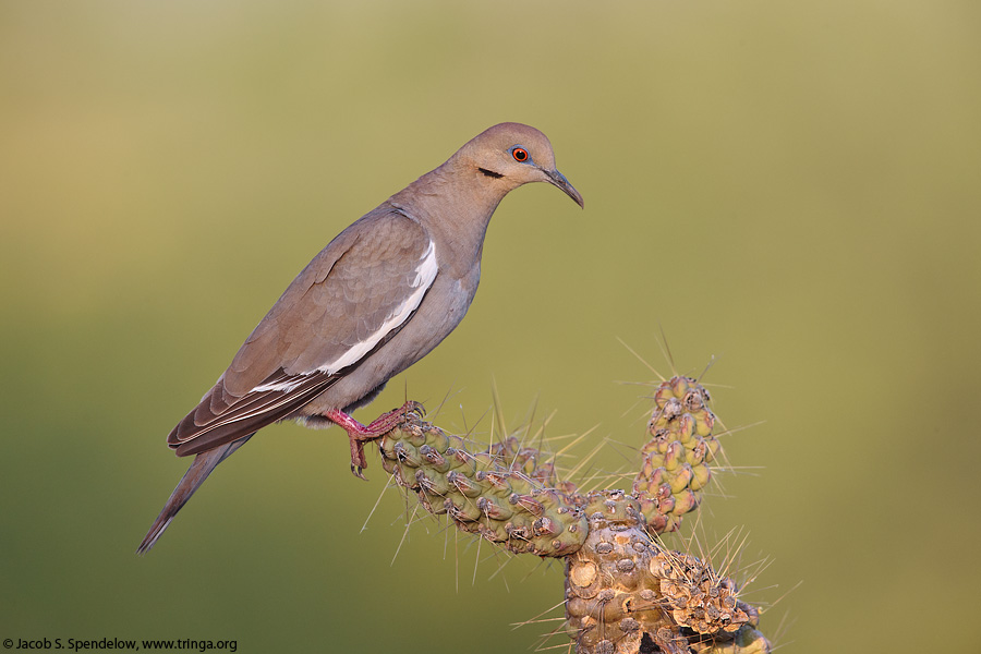 White-winged Dove