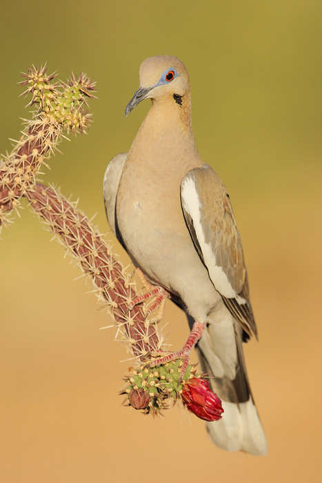 White-winged Dove