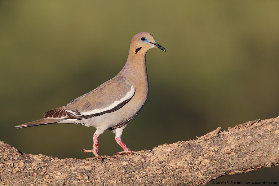 White-winged Dove