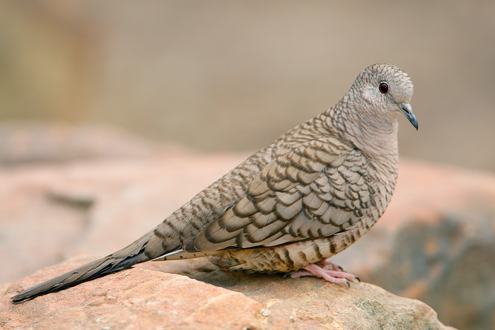 Inca Dove