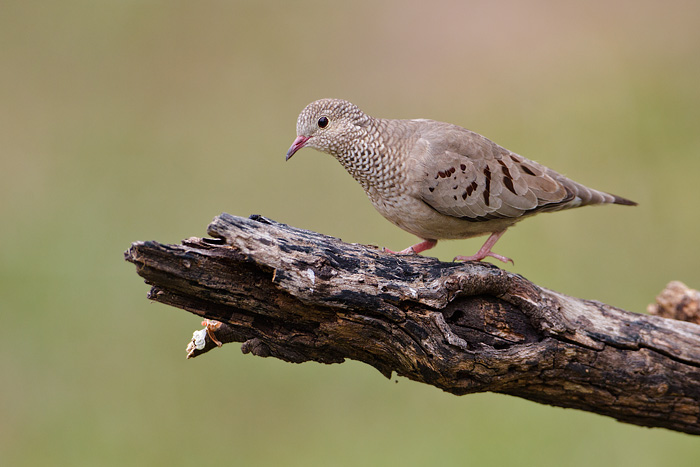 Common Ground-Dove