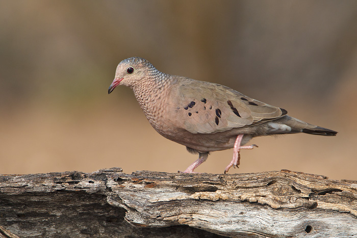 Common Ground-Dove