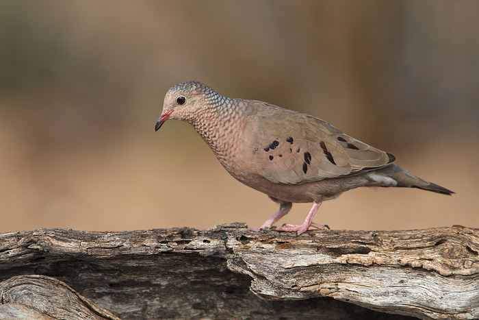 Common Ground-Dove