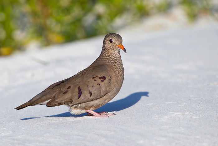 Common Ground-Dove